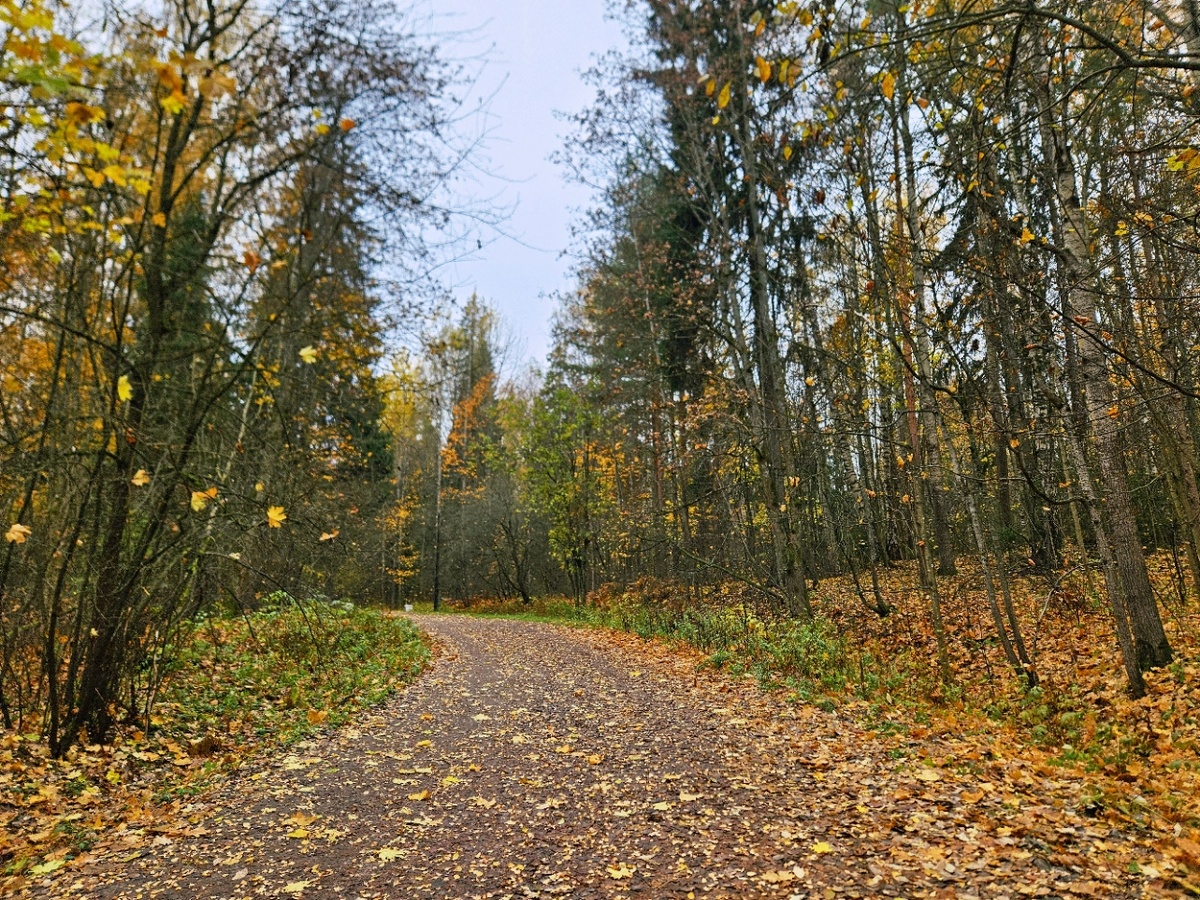 Шуваловский парк. Вход из Торфяного по ул. Вологдина.