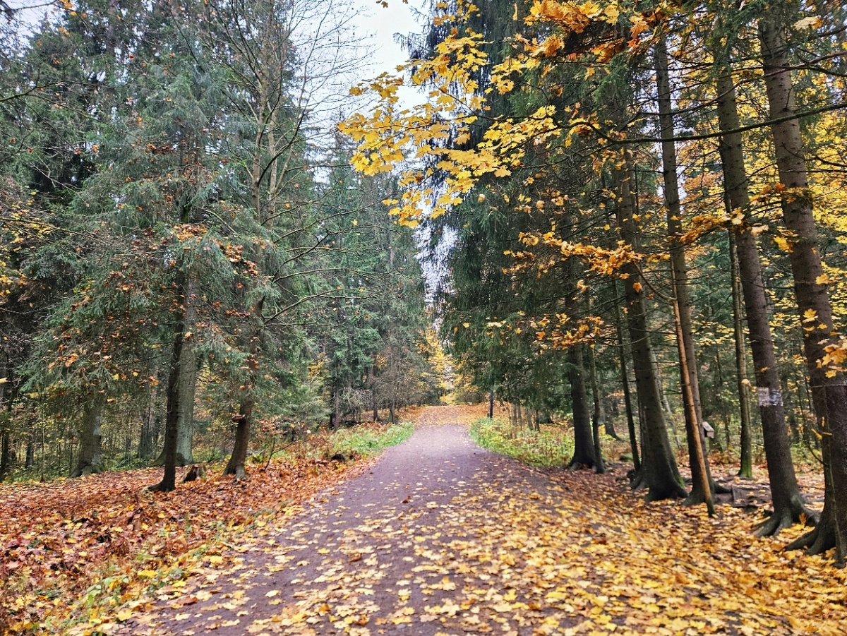 Шуваловский парк. Вход из Торфяного по ул. Вологдина.