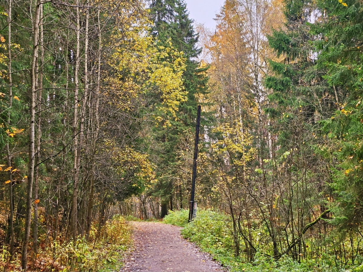 Шуваловский парк. Вход из Торфяного по ул. Вологдина.