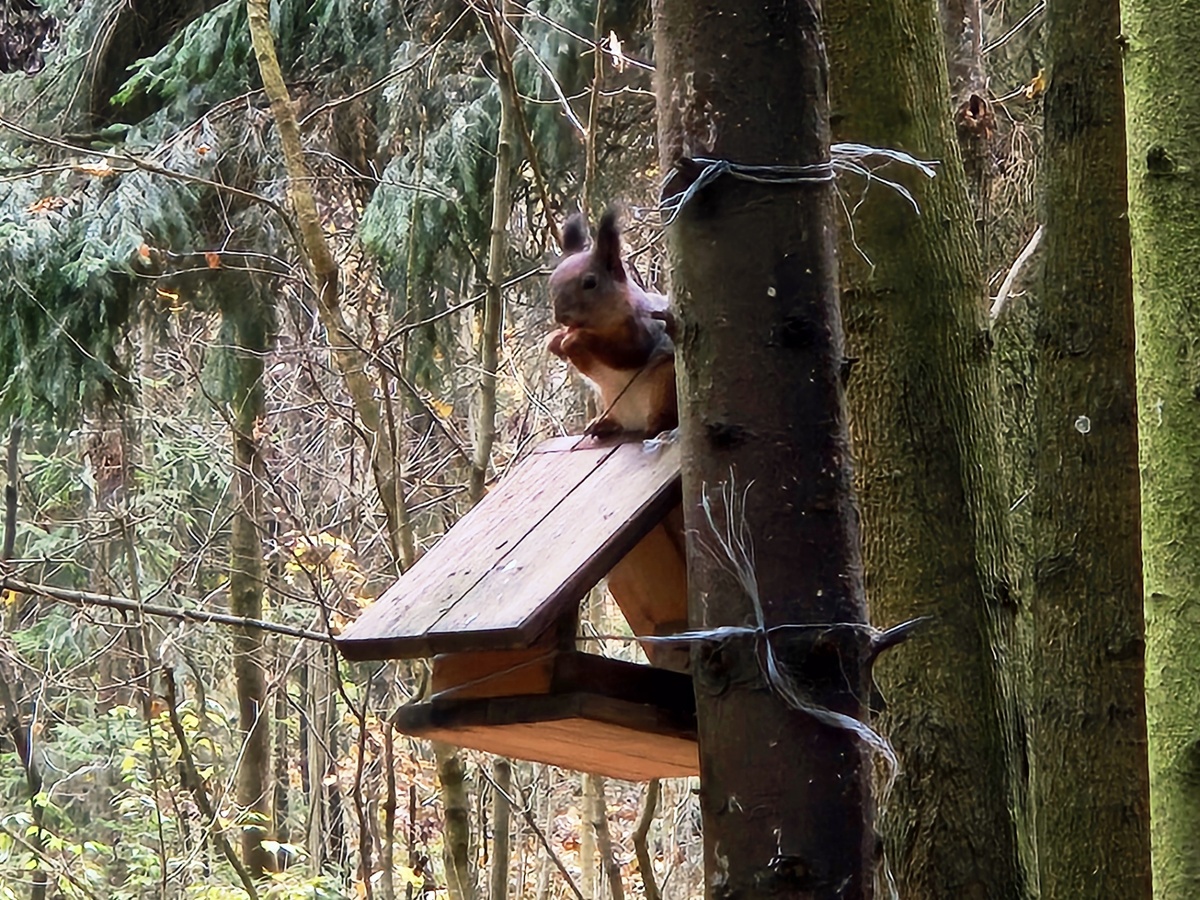 Привет, белочка!