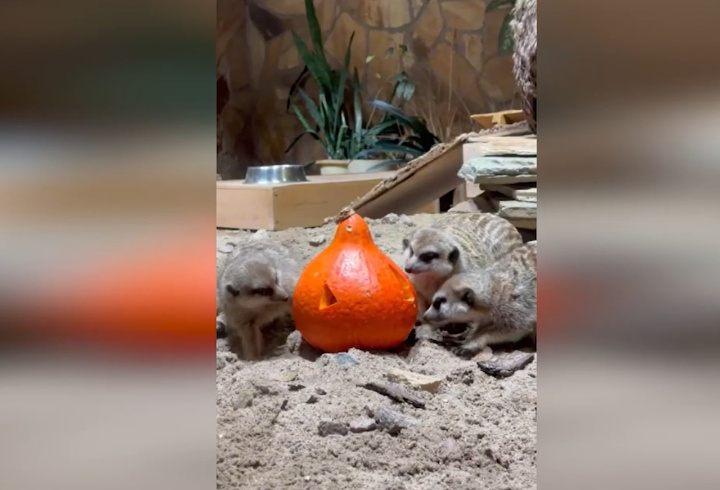 фото: t.me/lenzoopark