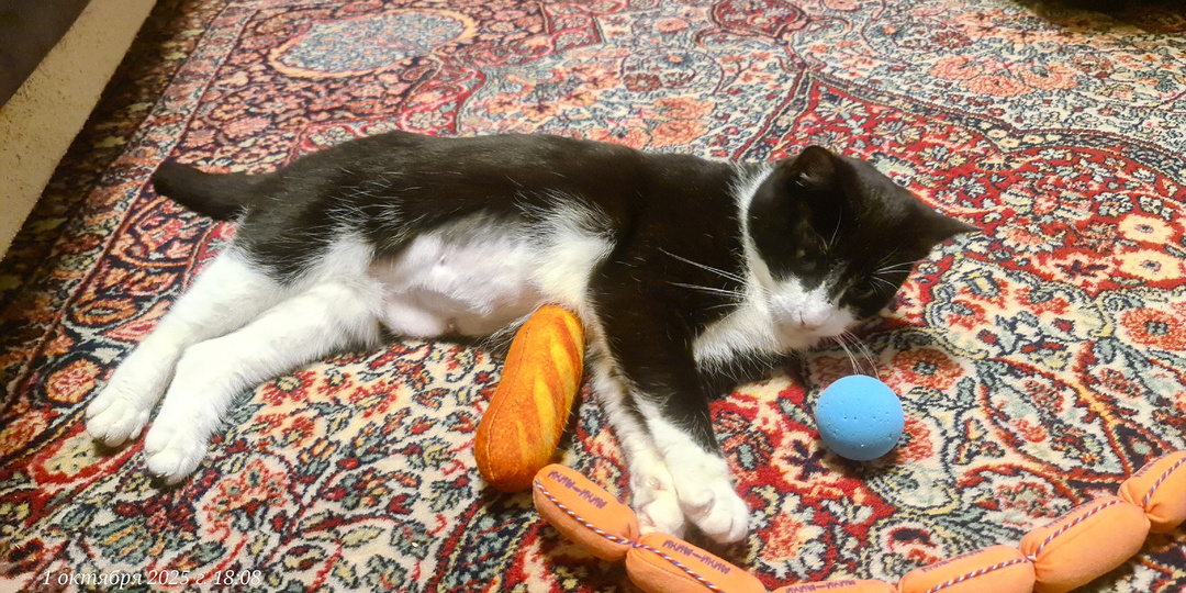 Как сейчас живёт кошка выброшенная из машины