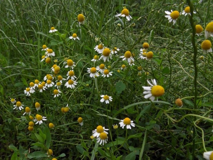 Так чаще всего предстают взгляду наблюдателя корзинки ромашки аптечной