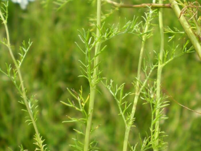 Листья ромашки аптечной 