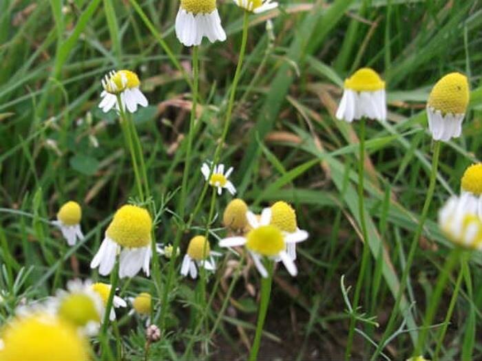 Самая лекарственная из ромашек – ромашка аптечная