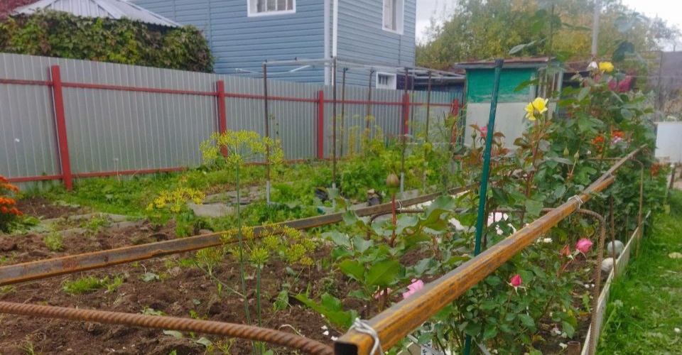 Я и в этом году так хотела. Но мартовские петунии оказались хилыми