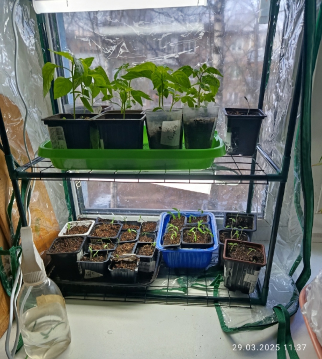 Первый раз поставила сюда парник. 29 марта 25 год. 