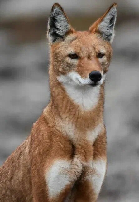 эфиопский шакал