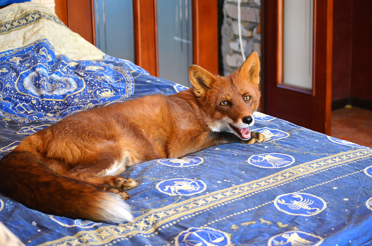 Домашний лис Альф