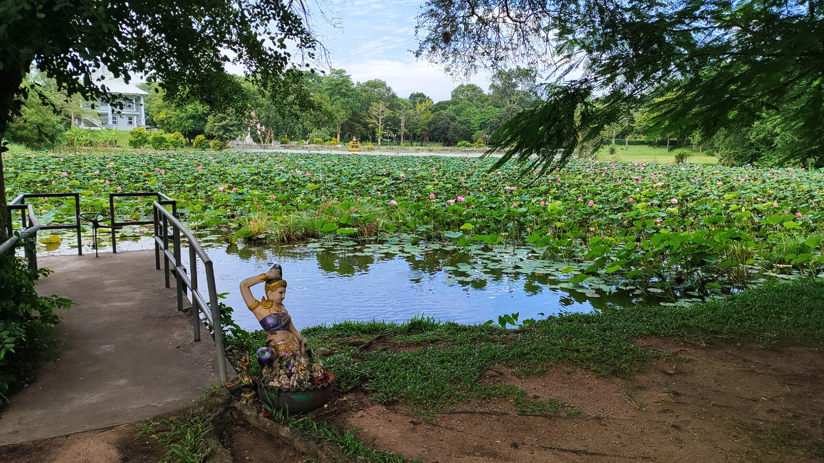 Лотусовое озеро, Таиланд. Фото автора