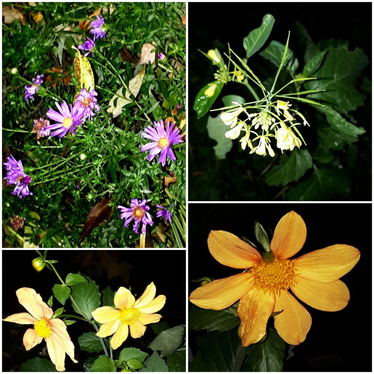 Коллаж автора 22.10.2025г.