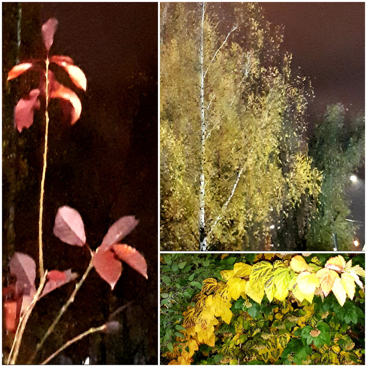 Коллаж автора 22.10.2025г.