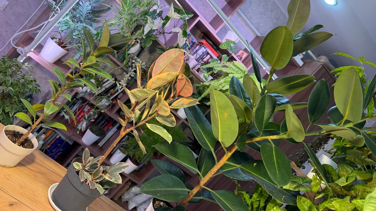 Было у меня 3 фикуса: старший был пышный и красивый, средний - тоже хорош, ну а младший...