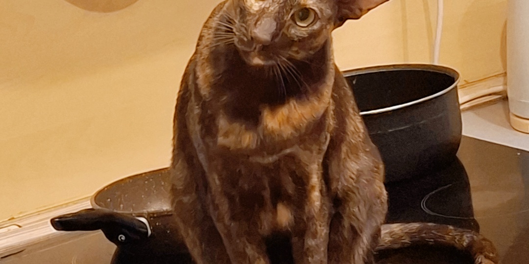 Выходная суета