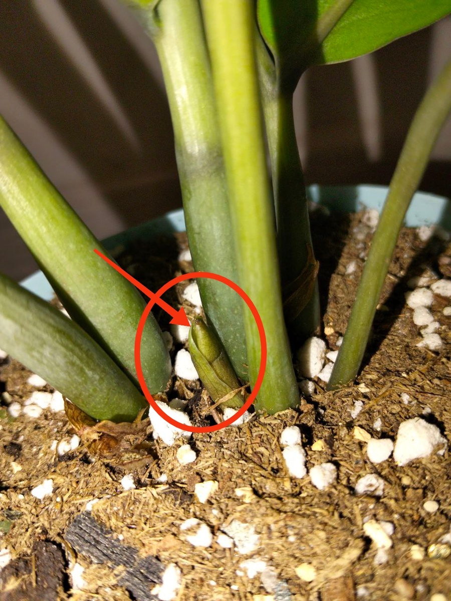 Сначала из земли появляется прилистник. Если аккуратно до него дотронуться, можно почувствовать, что он внутри как будто «пустой».