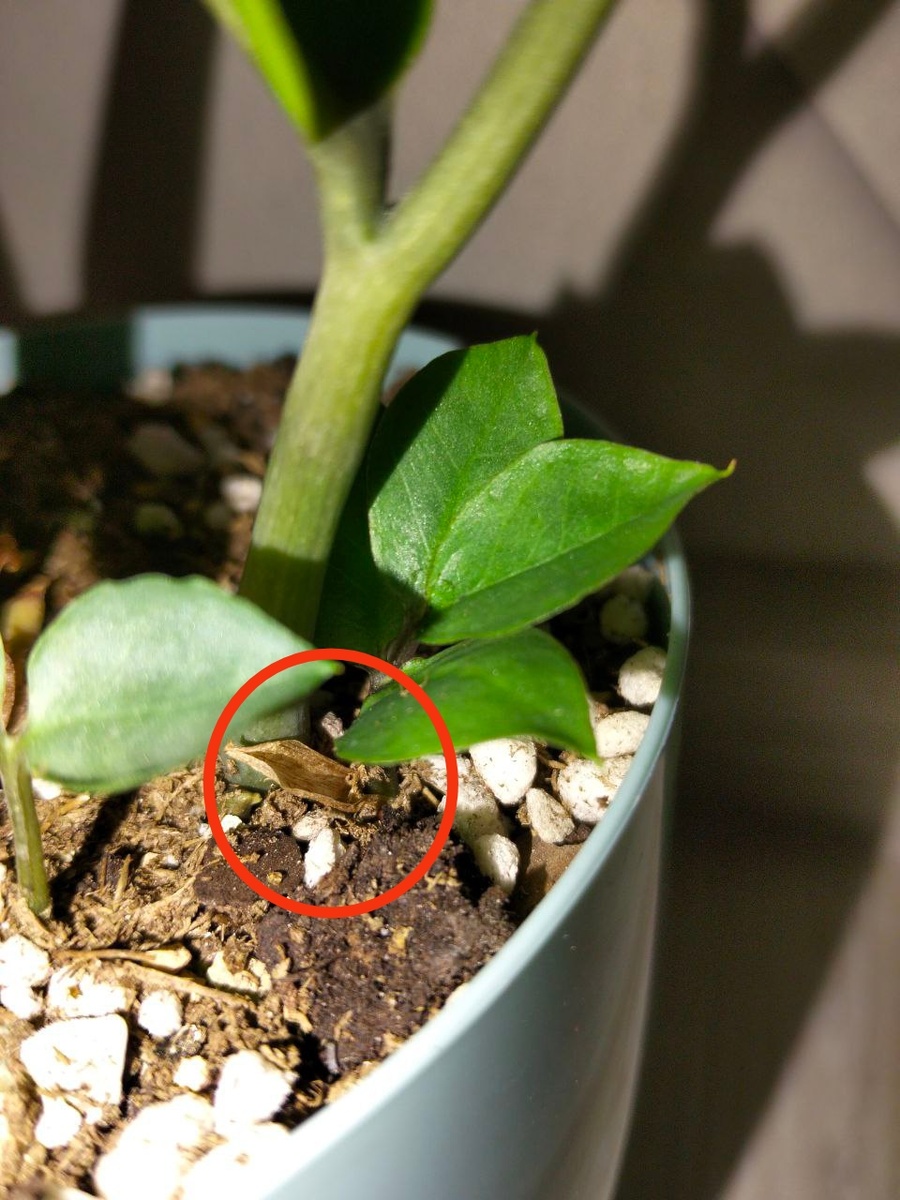 После того, как листок раскроется, он начнет подсыхать. Занять этот процесс может от нескольких месяцев.