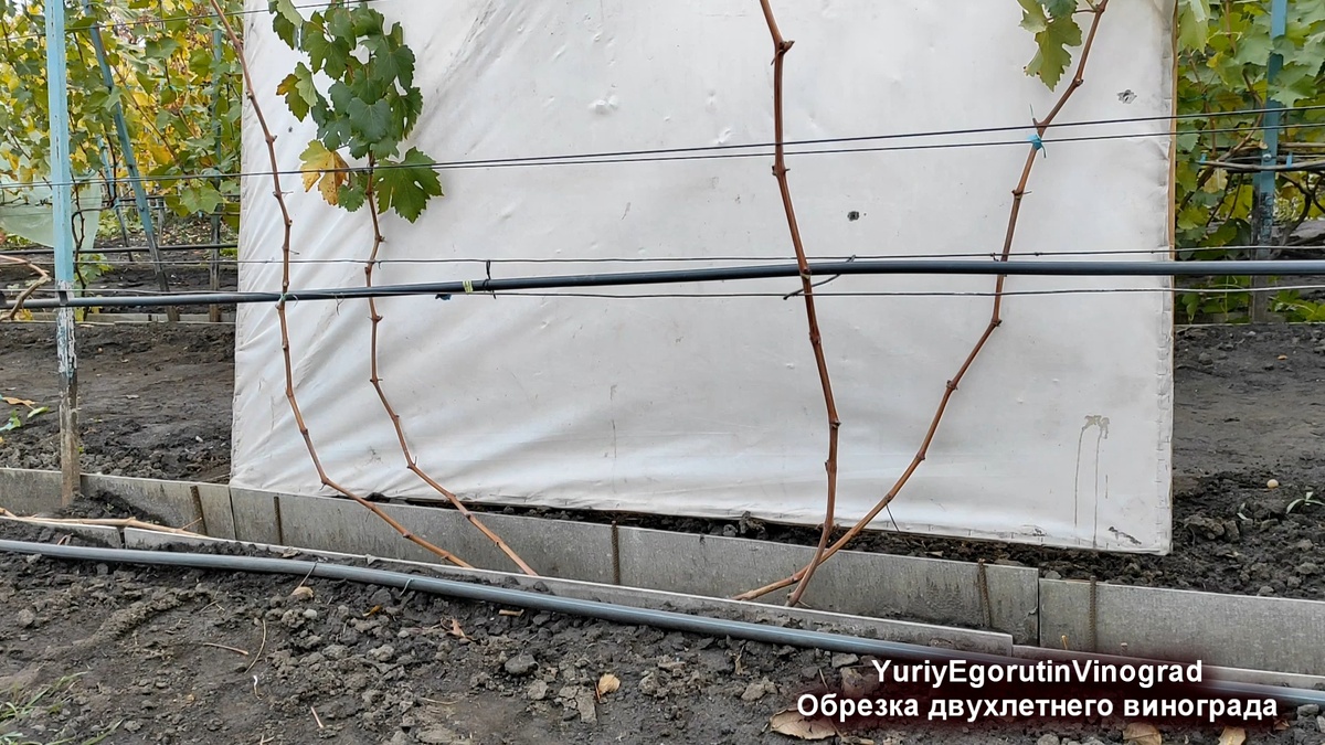 Куст винограда. Заканчивается второй год. Перед обрезкой.