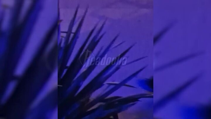    Видео: телеграм-канал Readovka