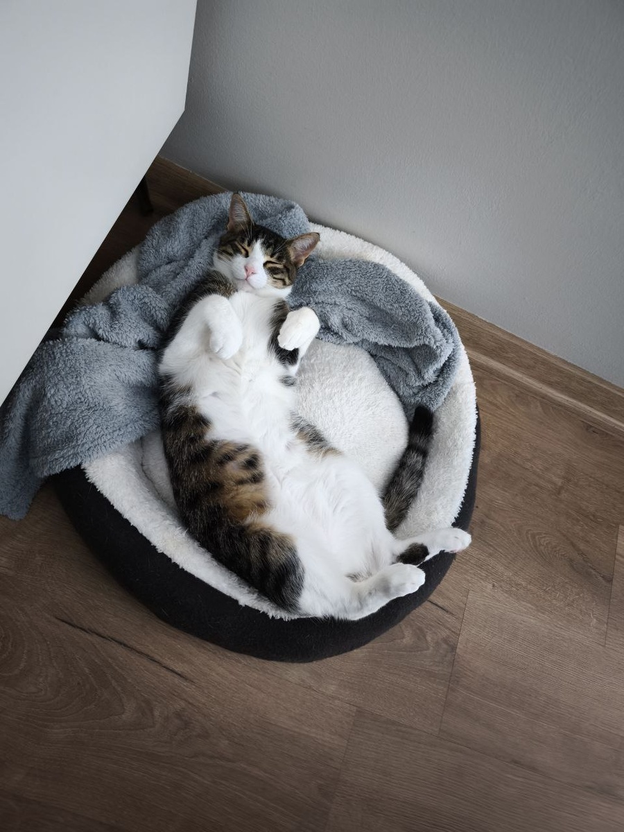 Кузя на домашнем