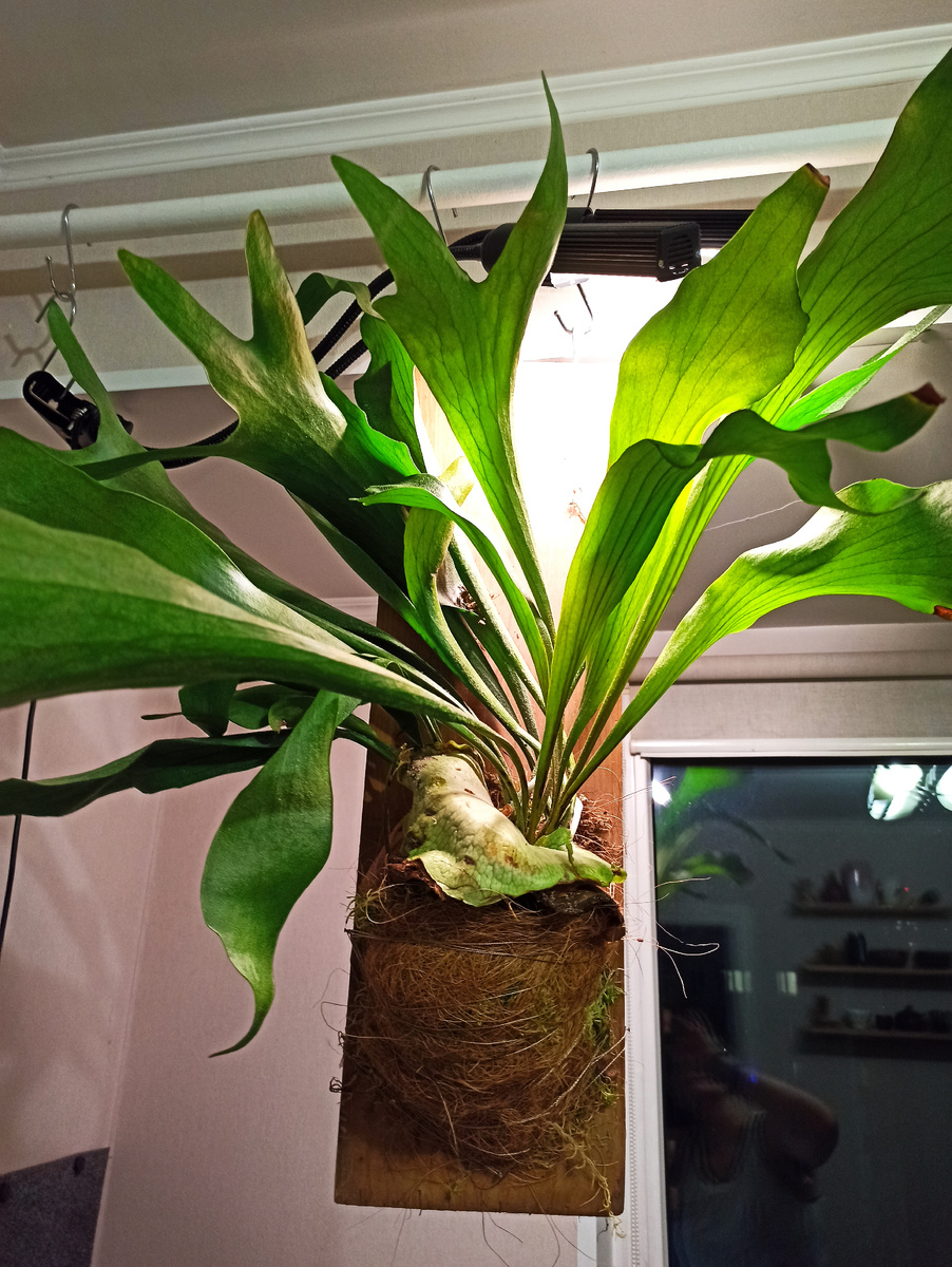 Просто под потолком. С подсветкой.