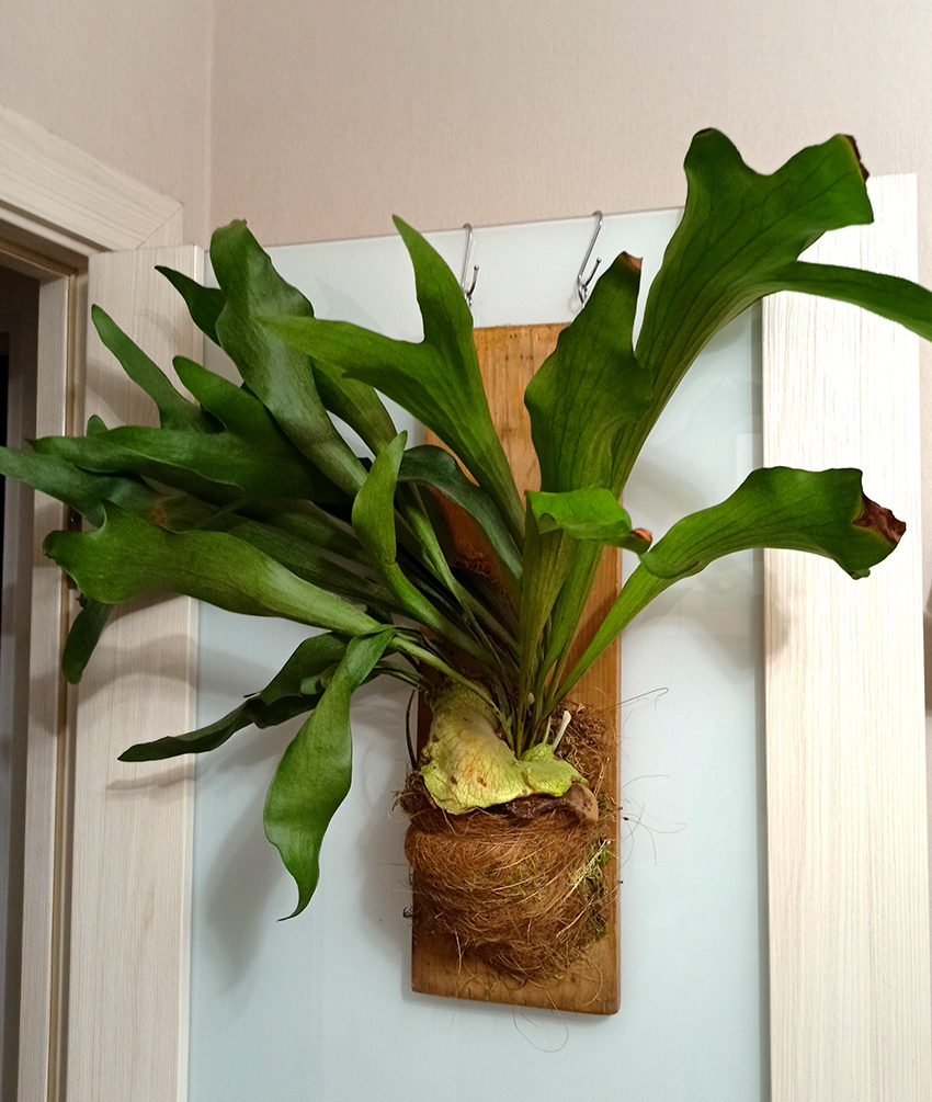 На всегда открытой двери.