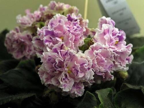 Фото взято из интернета, сорт ЛЕ-Айседора