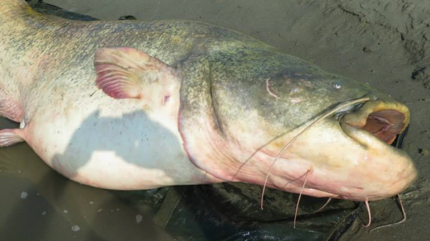    Фото: www.globallookpress.com/Dino Ferrari/Whitehotpix