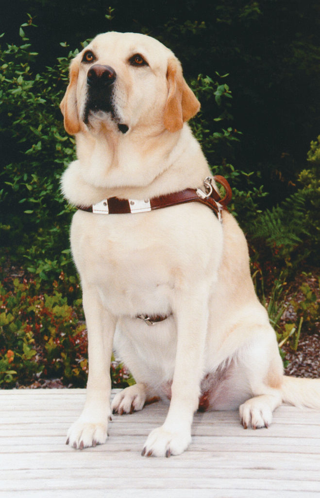 Изображение взято из сети Интернет.