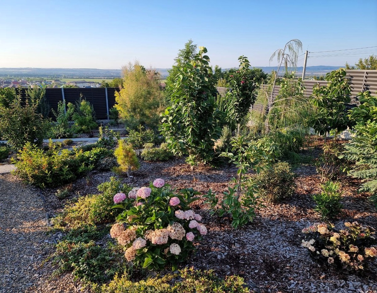 Летняя фотография, здесь еще гортензии пытаются цвести, к концу сезона соцветия теряют декоративность из-за жары.