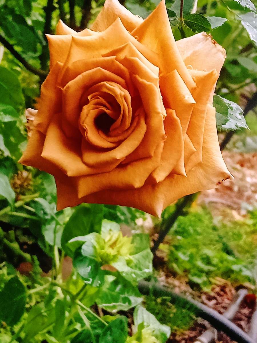 Роза Тоффи, цветет сейчас, абсолютно необычный "картонный" цвет!