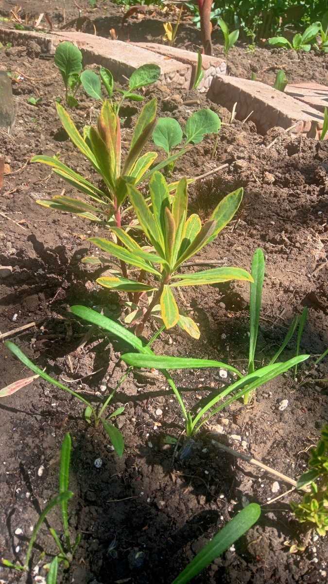 Молочай Эскот Рэйнбоу, газания, седум, и брюссельская капуста 🤦. 27.04.25