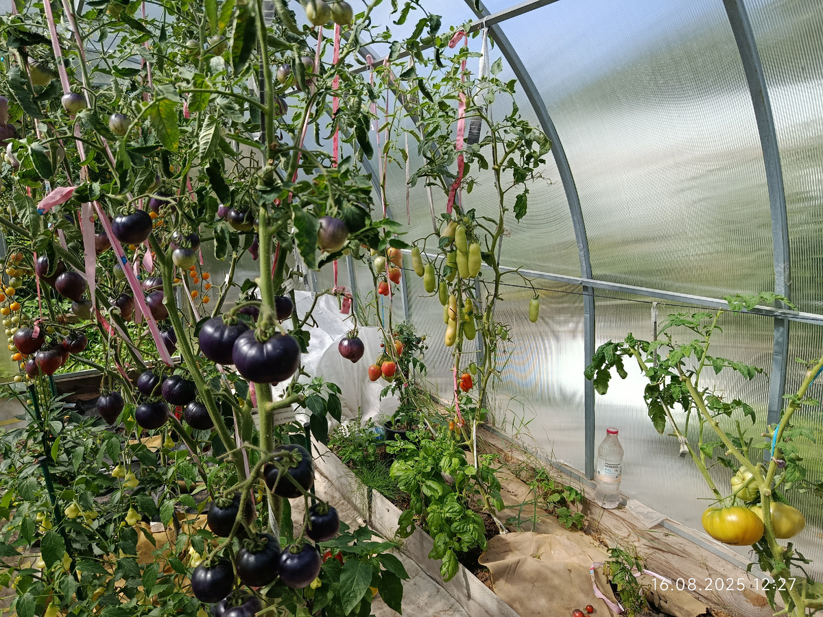 Космос от Бреда Гейтса, фото 16 августа 2025 год