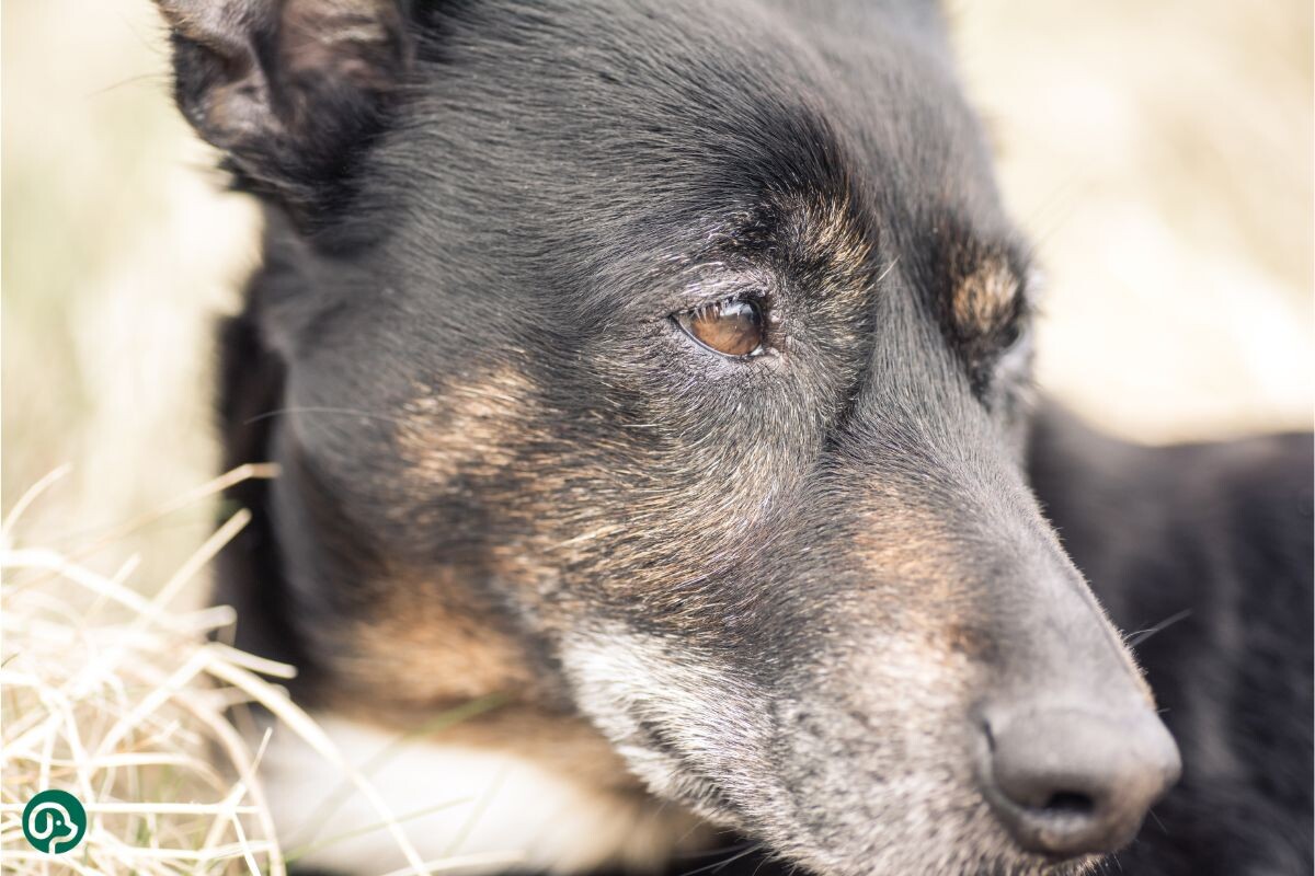 Пожилая собака 