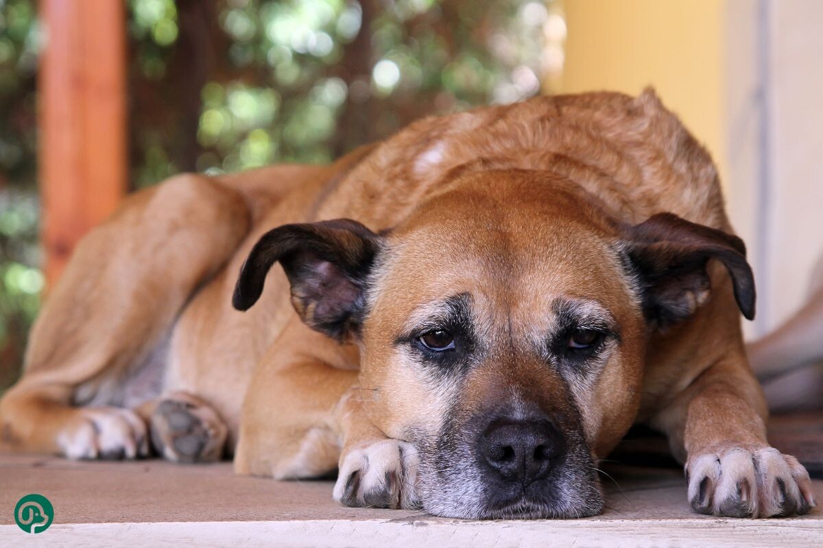 Как понять, что собака умирает от старости