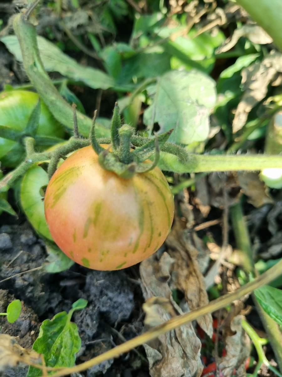 Вот, например