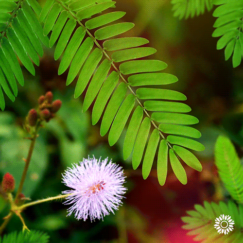 Мимоза стыдливая