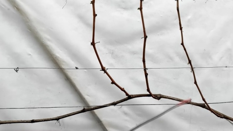 Укрываю лозу землей уже 15 лет. Простой способ сохранить виноград зимой