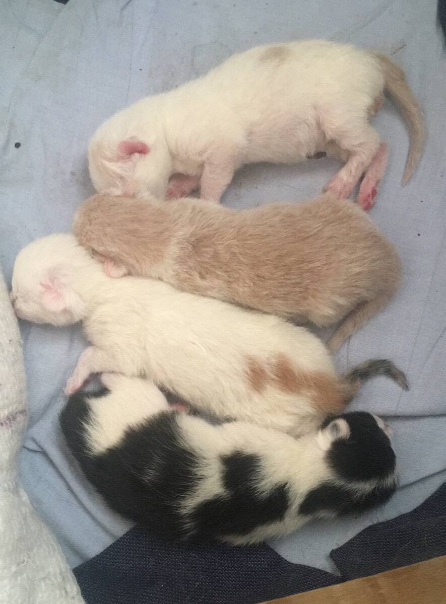 Китаец, Персик, Белышка и Чернуша