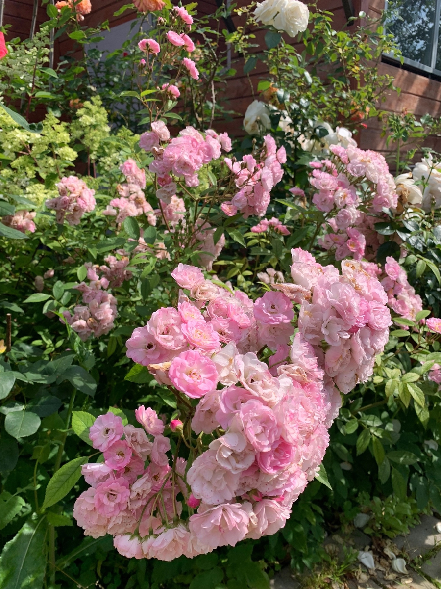 Хэвенли Пинк 