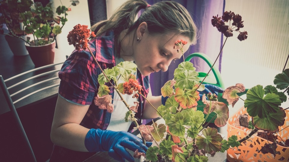 Обрезка пеларгонии осенью: выбираю из трех вариантов по ситуации