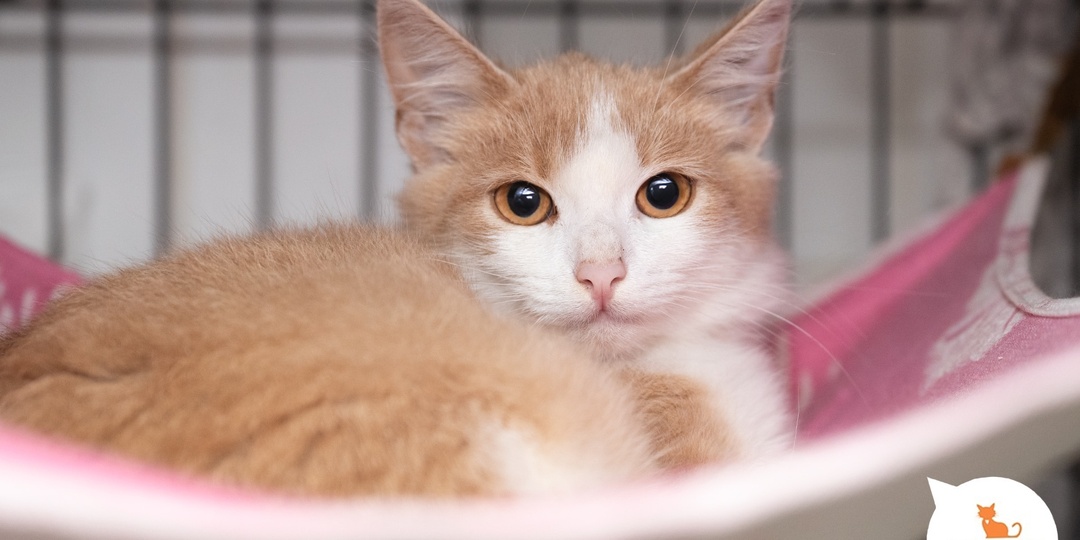 Самый уютный вечер с вашим котом, кошечкой или котёнком