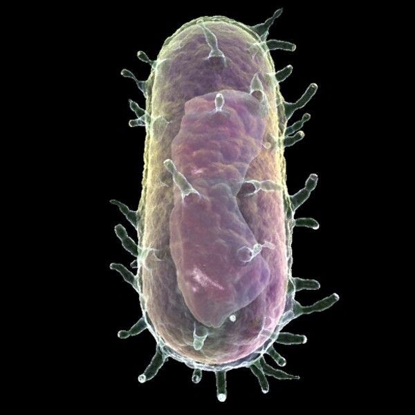 Вирус Canine distemper