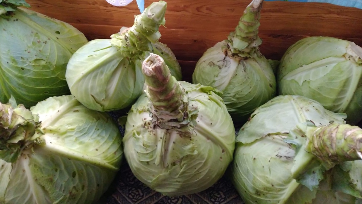 Выбираем плотные кочаны без повреждений