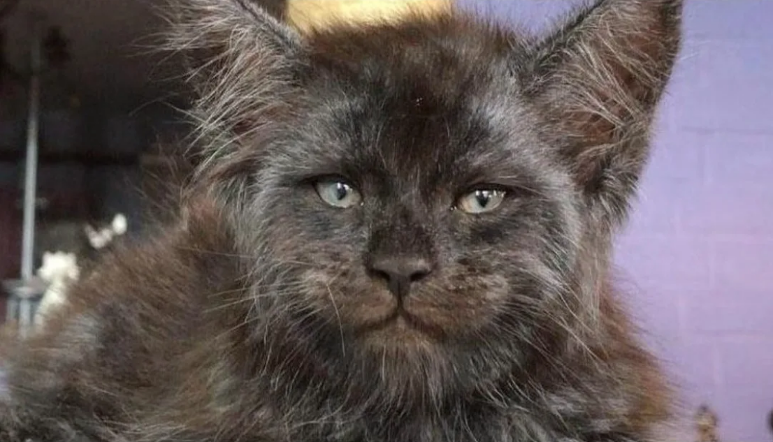 Кот - Домовой добрый. https://yandex.ru/images/search