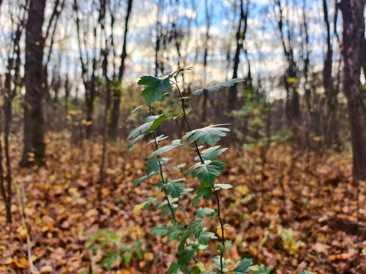 В лесу на закате