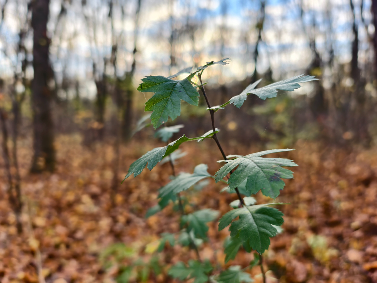 В лесу на закате