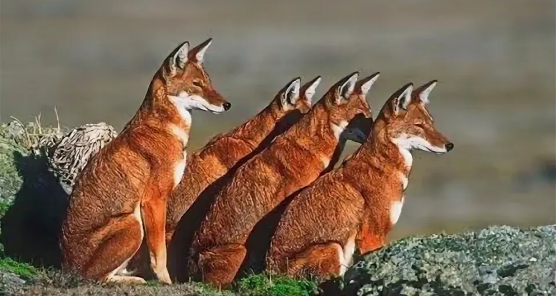 Кстати, красные волки существуют в реальности, обитают в Юго-Восточной Азии, в том числе встречаются в Монголии и Китае, так что слово "малиновый" в названии аниме и в качестве оттенка красного используется не просто так, особенно если знать сюжет тайтла.