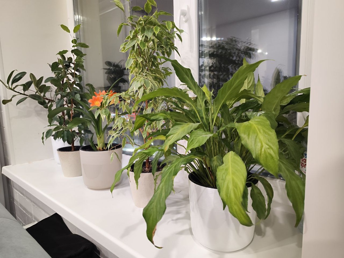    Не цветы, а ниндзя: выживают без воды, света и ухода — 3 растения для забывчивых и занятых хозяев