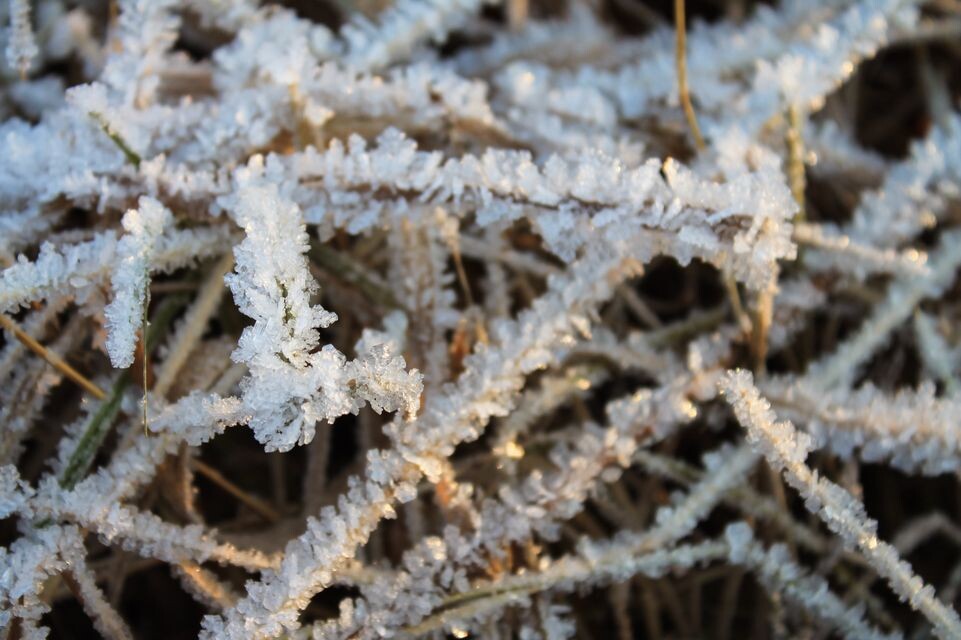    Заморозки в Солнечногорском районе / Медиасток.рф