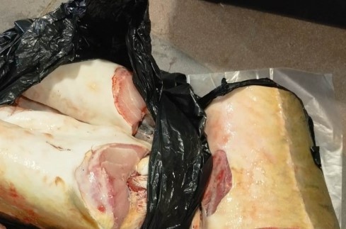 В Хабаровском крае пенсионер купил у браконьеров 20 кг осетрины за 2 тыс. рублей